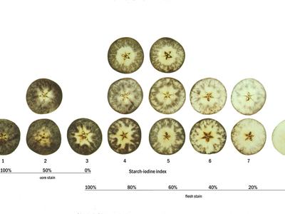 Apple cross-sections labeled 1–8 showing starch-iodine index and flesh/core stain percentages