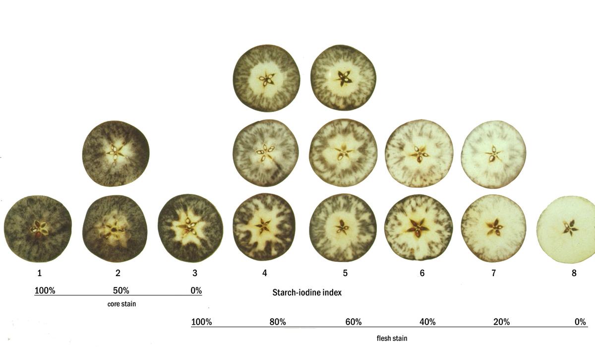Apple Maturity Data From Henderson County, Jul 21-Aug 6 - Henderson ...