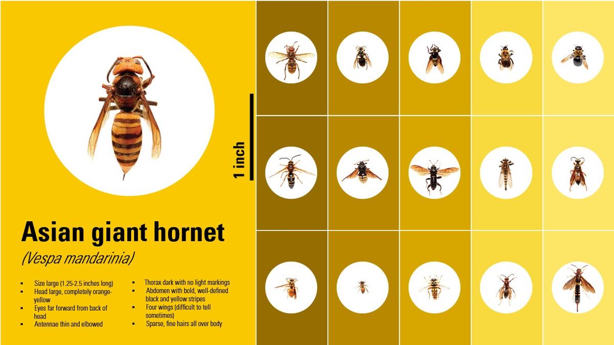 Asian Giant Hornet chart