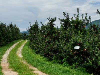 Insect trap in apple orchard