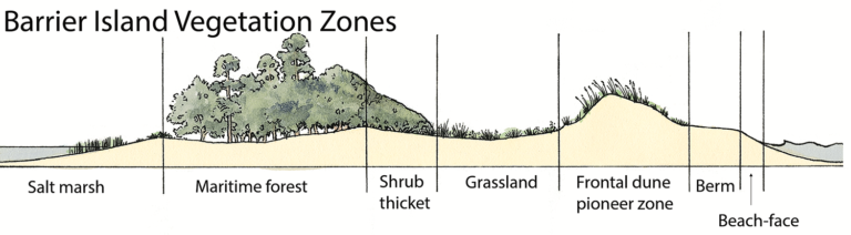 Barrier Island Vegetation Zones