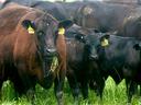 Brown cow chewing grass with ear tag 4094; black calf beside with ear tag 6061