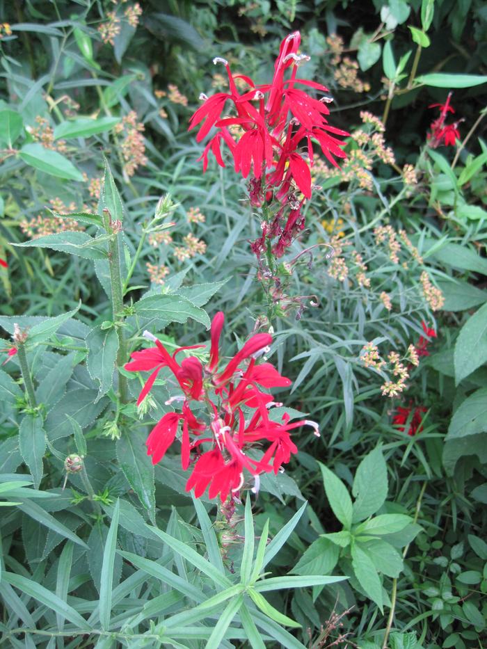 Cardinal Flower