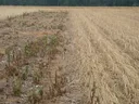 Fallow (left) vs. cereal rye cover crop (right).