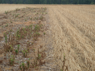 Fallow (left) vs. cereal rye cover crop (right).