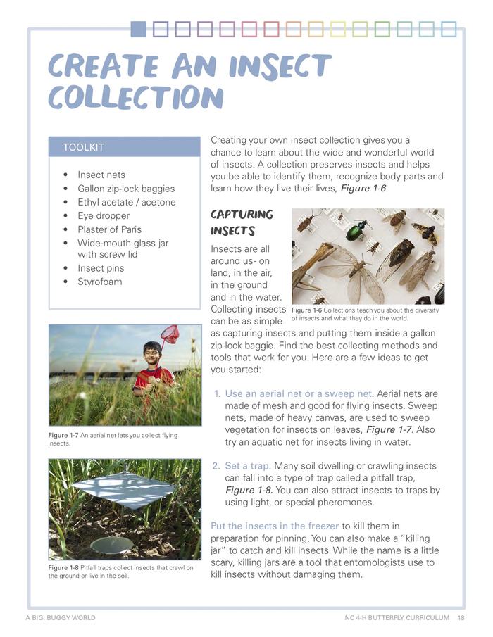 Image of the handout: creating an insect collection