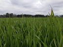 Low-angle close-up of green grass blades in a field with cloudy sky and distant treeline.