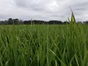 Low-angle close-up of green grass blades in a field with cloudy sky and distant treeline.