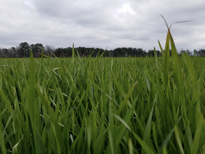 Low-angle close-up of green grass blades in a field with cloudy sky and distant treeline.