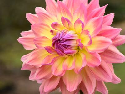 Close-up of a pink and yellow dahlia flower showing layered petals