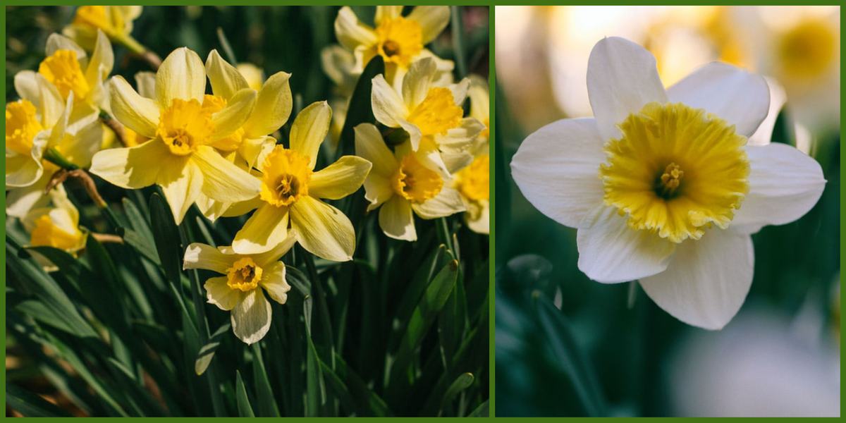 daffodils