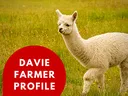 white young alpaca in a field