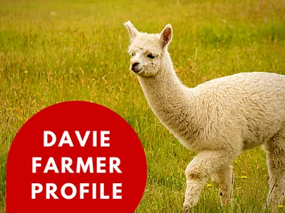 white young alpaca in a field