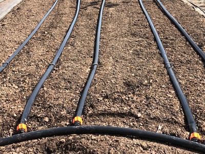 Parallel drip irrigation hoses with orange emitters on prepared soil bed