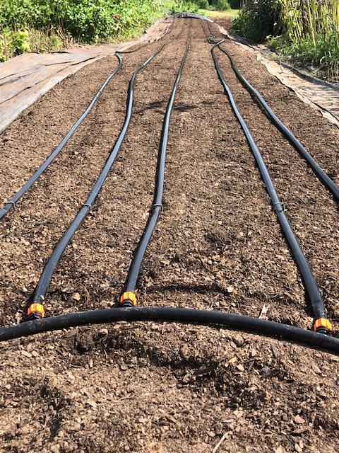 Drip irrigation