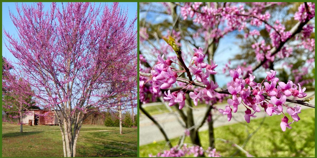 Eastern redbud