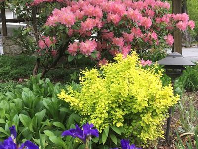 Rhododendron and Iris in bloom.