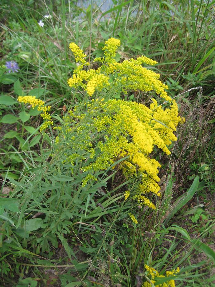 Golden Rod