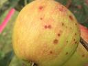 Bitter rot spots on Gala