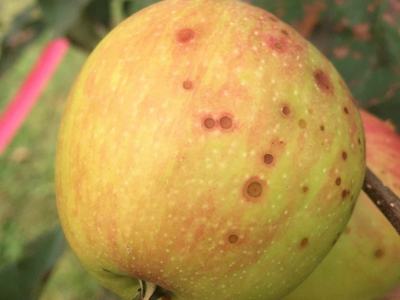 Bitter rot spots on Gala