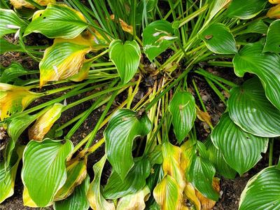 Southern Blight on hosta