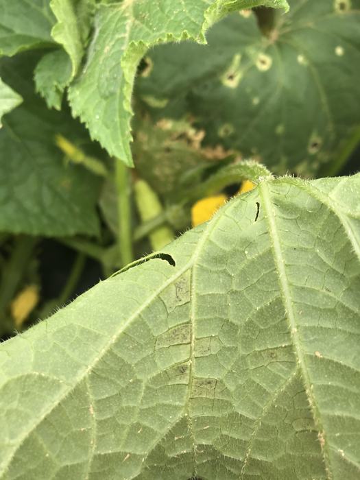 Cucumber downy mildew. S. Sharpe