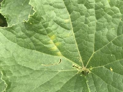 Cucumber downy mildew. S. Sharpe.