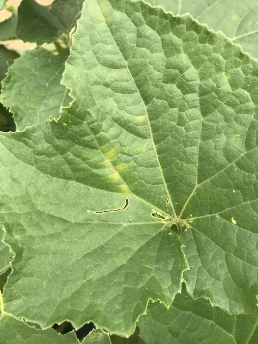 Cucumber downy mildew. S. Sharpe.