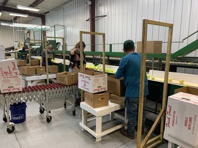 Workers packing green apples into cardboard boxes labeled "Fresh Fruit" on conveyor