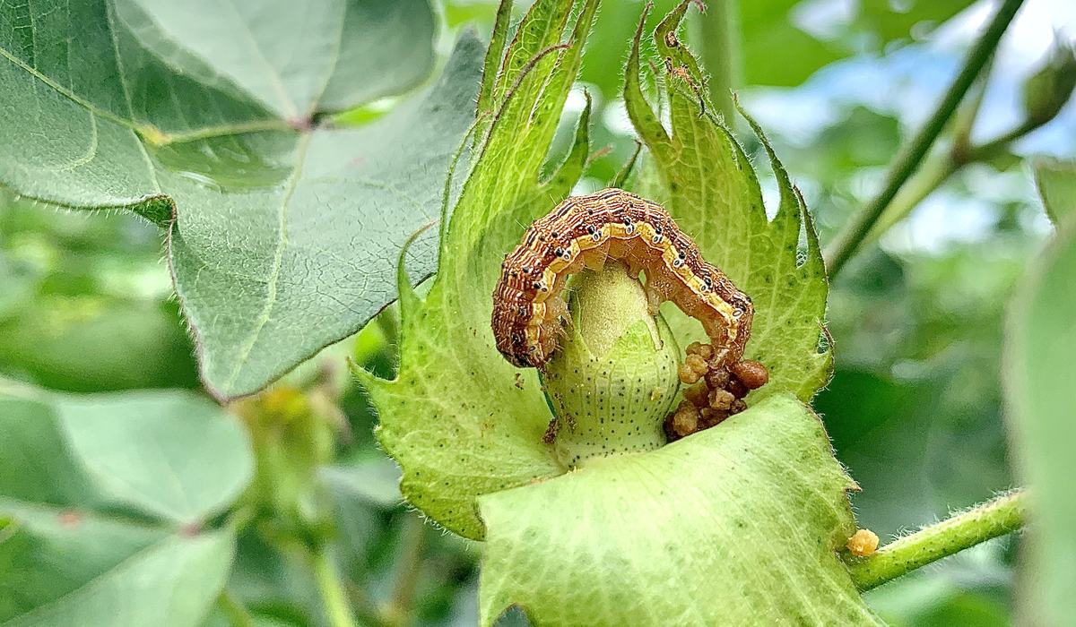 Should You Stop Treating Cotton for Insects? - Cotton | NC State Extension