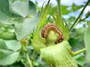 Brown-striped caterpillar curled on a green seed pod surrounded by leaves