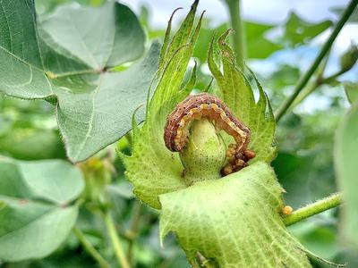 Brown-striped caterpillar curled on a green seed pod surrounded by leaves