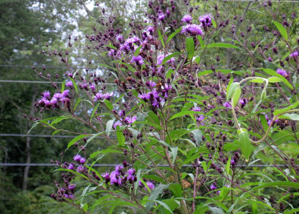 Ironweed