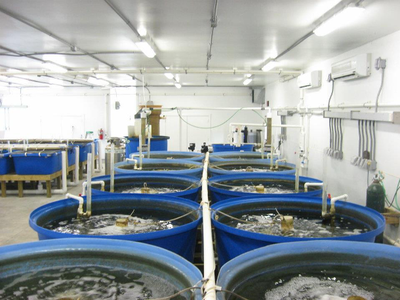RAS tank system