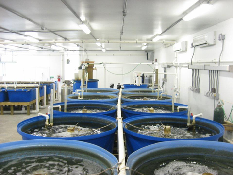 Sunray Venus Clams