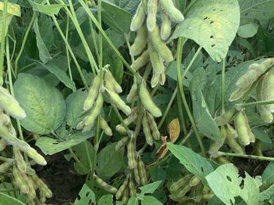 Soybeans