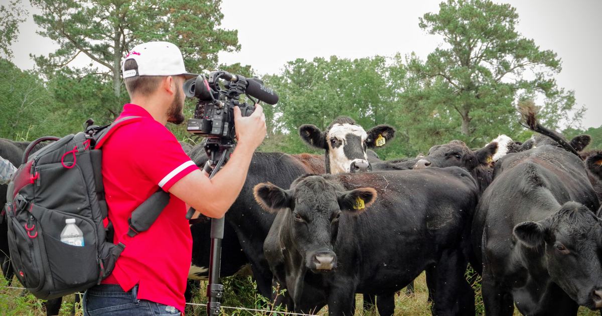 Man filming cows