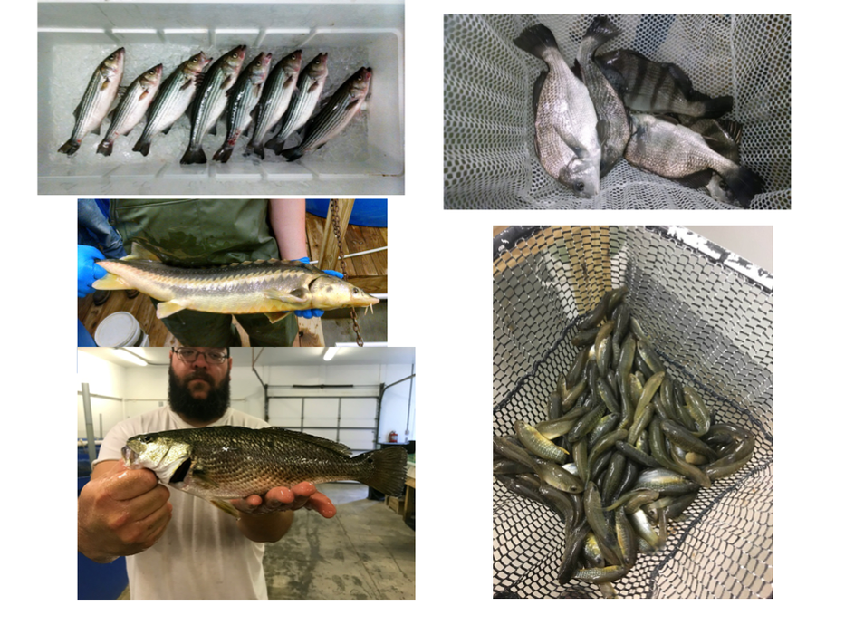 Fish cultured at the MARC facility