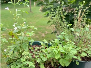 Container Herbs