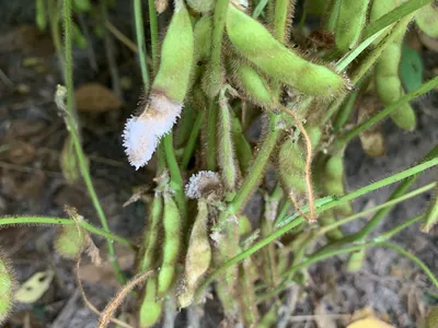Pod decay