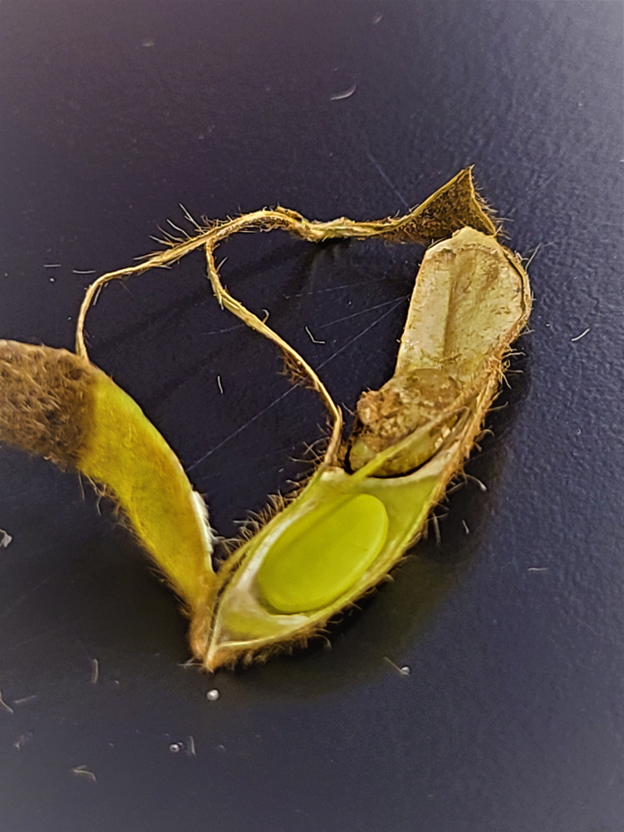 Phomopsis decay symptoms