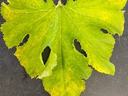 Pumpkin downy mildew