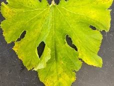 Pumpkin downy mildew