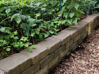 Block wall/raised bed with strawberries