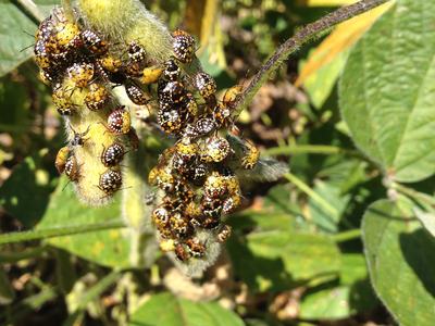 several small black bugs on soybean pods