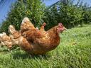 Low angle of free-range chickens on grass