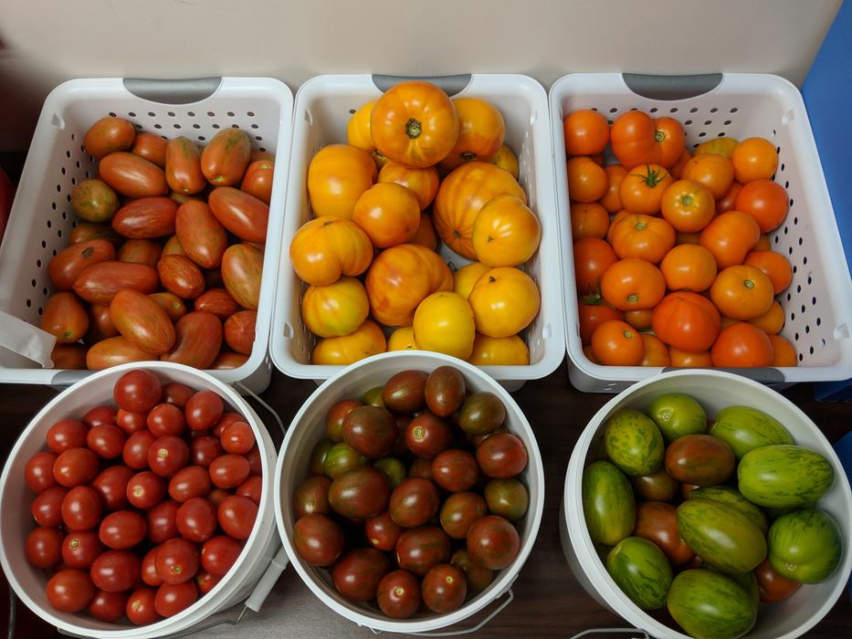 Tomatoes 