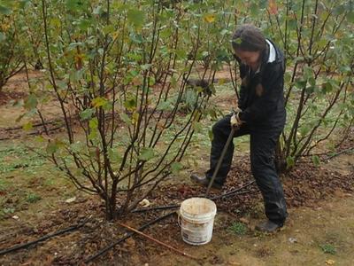 woman digging soil from beneath a filbert tree