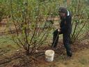 woman digging soil from beneath a filbert tree