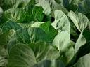 up close picture of a collard plant